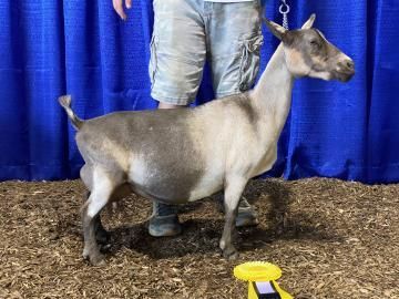 Goat standing indoors on wood chips in front of blue curtains, with a person behind it.