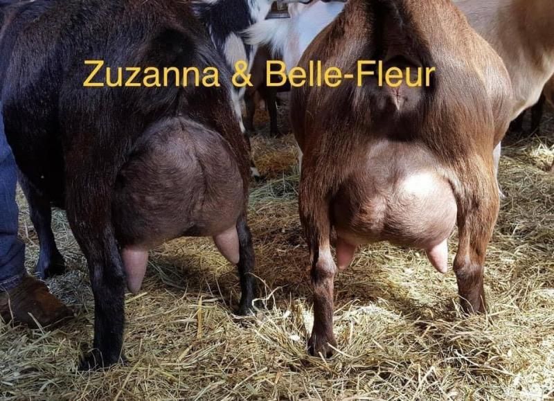 Two cows standing on straw in a barn, labeled “Zuzanna & Belle-Fleur”