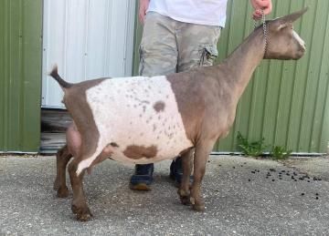 Brown-and-white goat standing on pavement beside a person in front of a green metal building