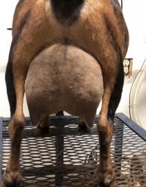 Rear view of a camel standing on a metal platform outdoors, showing its large hump and legs.