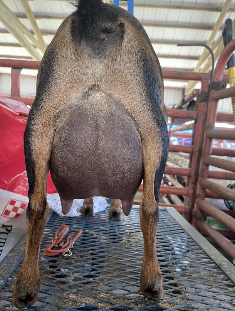 Rear view of a tan and black goat standing on a metal platform in a barn-like pen.