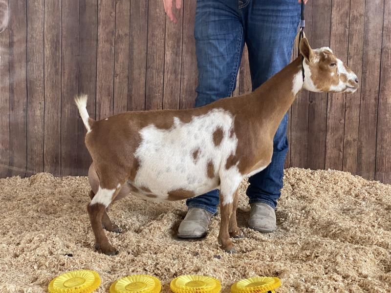 Brown-and-white goat standing on straw beside a person in jeans, in front of a wooden wall