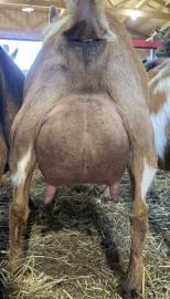 Close-up of a goat with a large udder standing on straw in a barn.