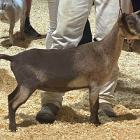 Brown goat standing in profile beside a person’s legs on straw-covered ground