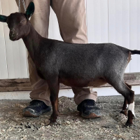 Black goat standing beside a person in tan pants indoors.