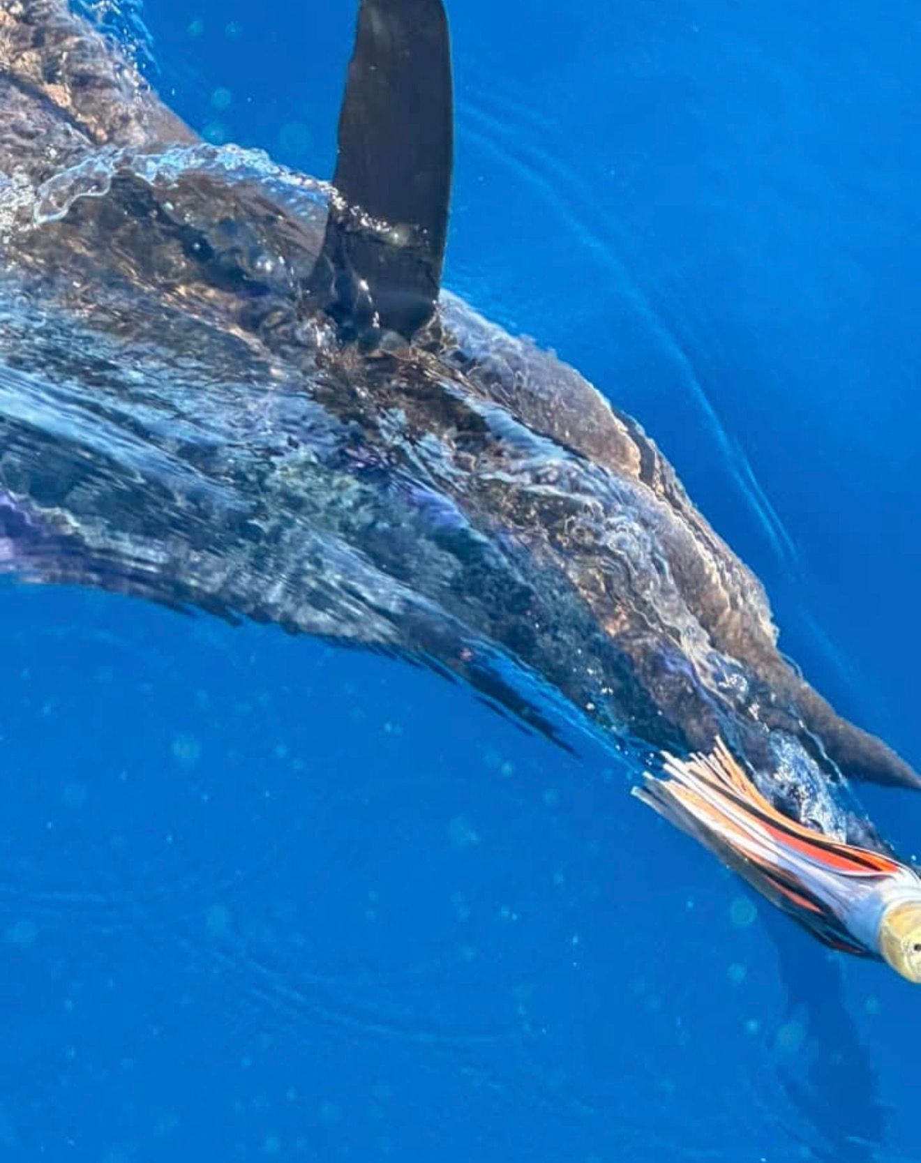 Large blue marlin in clear blue ocean, with a fishing lure near its mouth