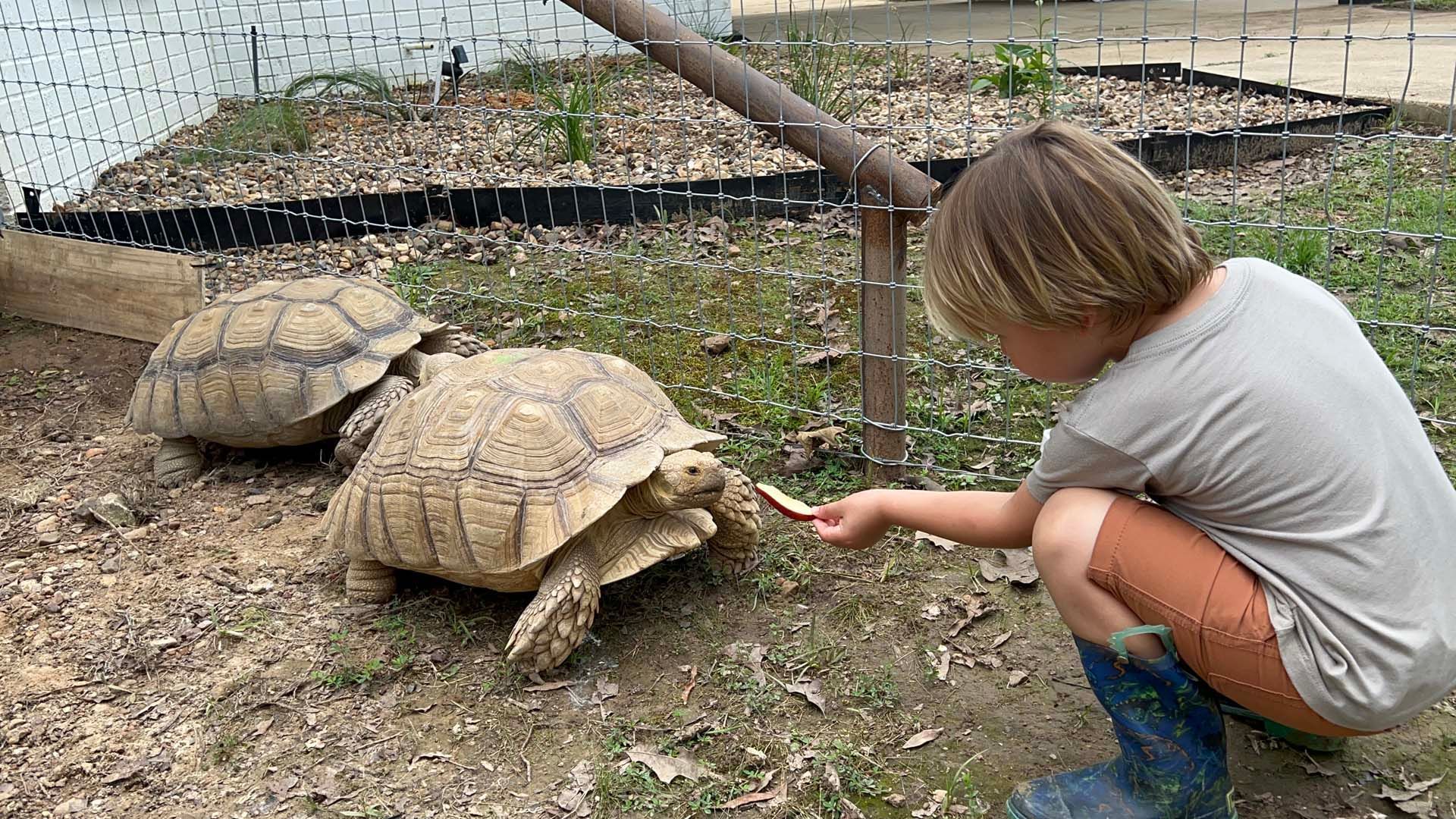 A little girl is feeding two turtles with a stick.