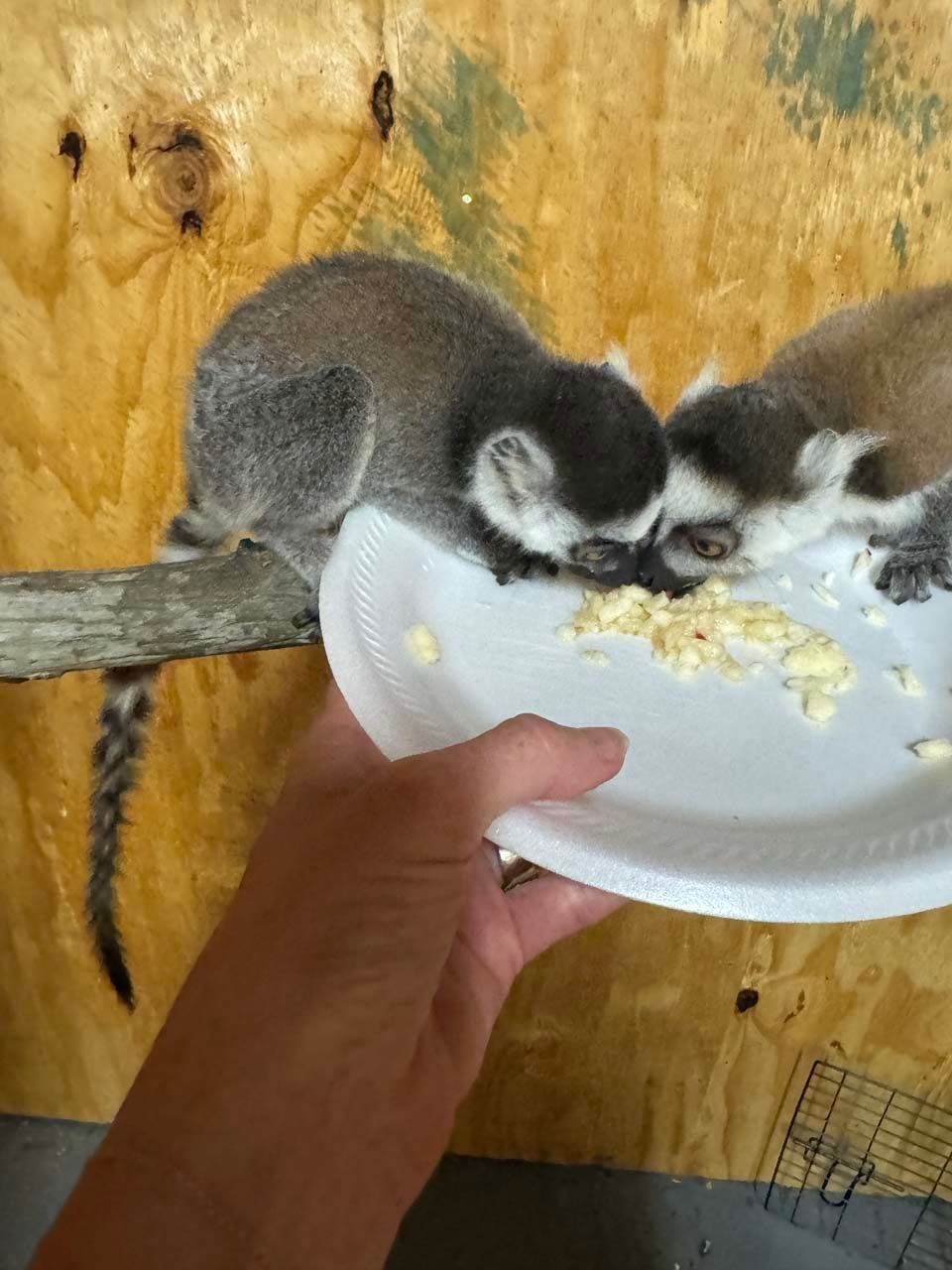 A person is feeding a lemur from a paper plate
