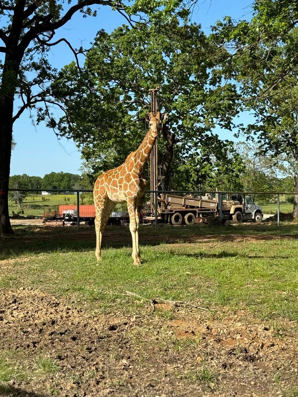 A giraffe standing in a field with a truck in the background