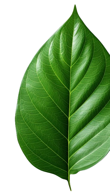 A close up of a green leaf on a white background.