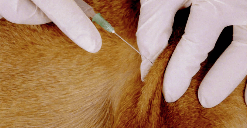 Sharps Terminator® is specially designed to help reduce costs and help reduce risk for veterinarian practices
