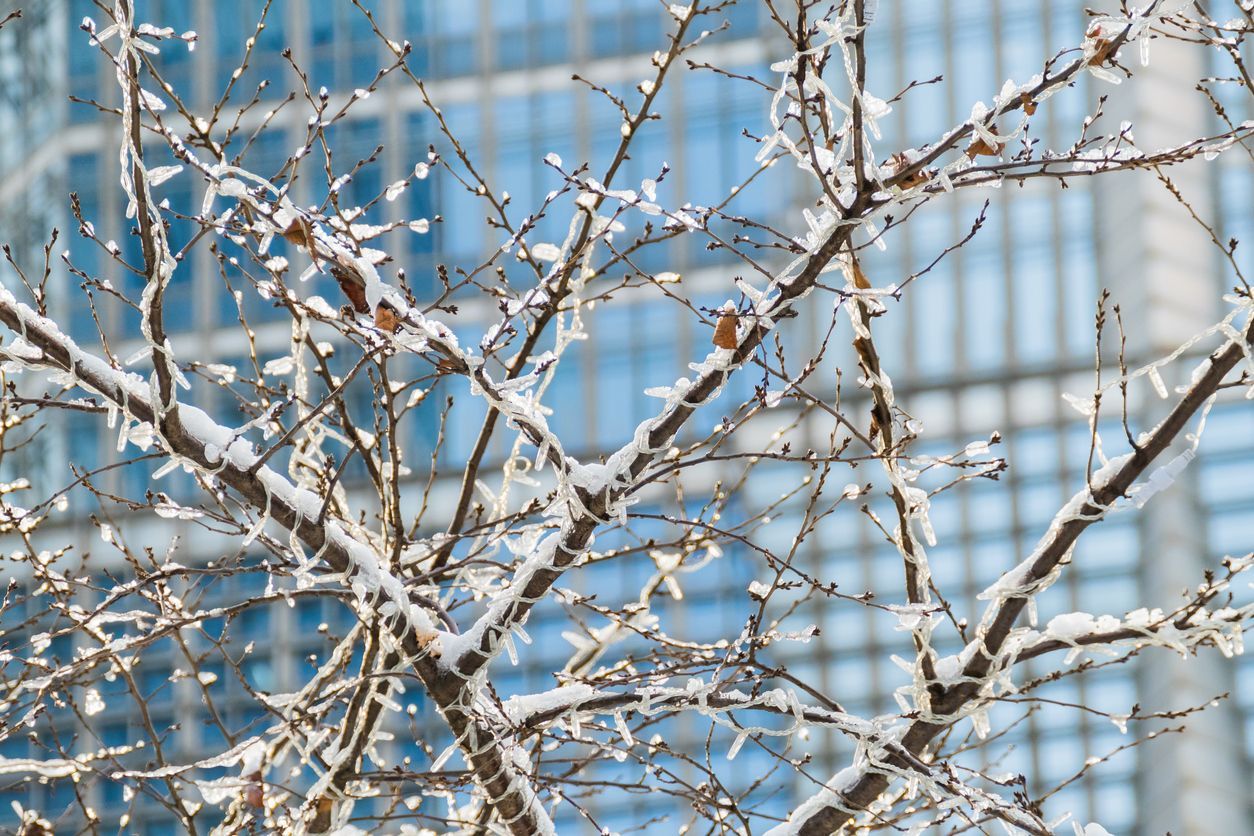 Snow-covered tree branches in front of a modern glass skyscraper on a clear, blue day.