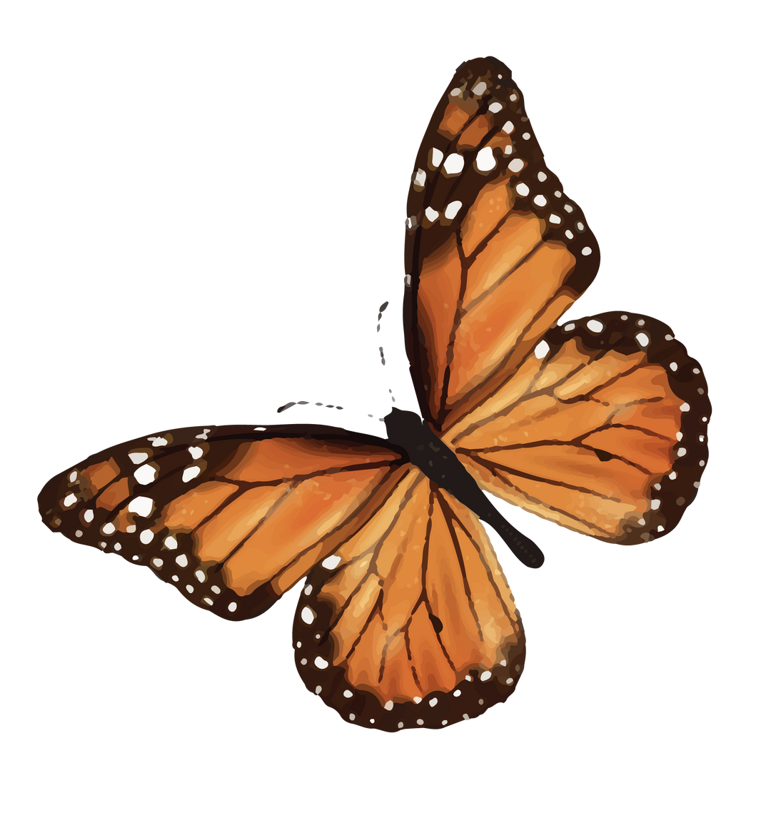 A butterfly is flying in the air on a white background.