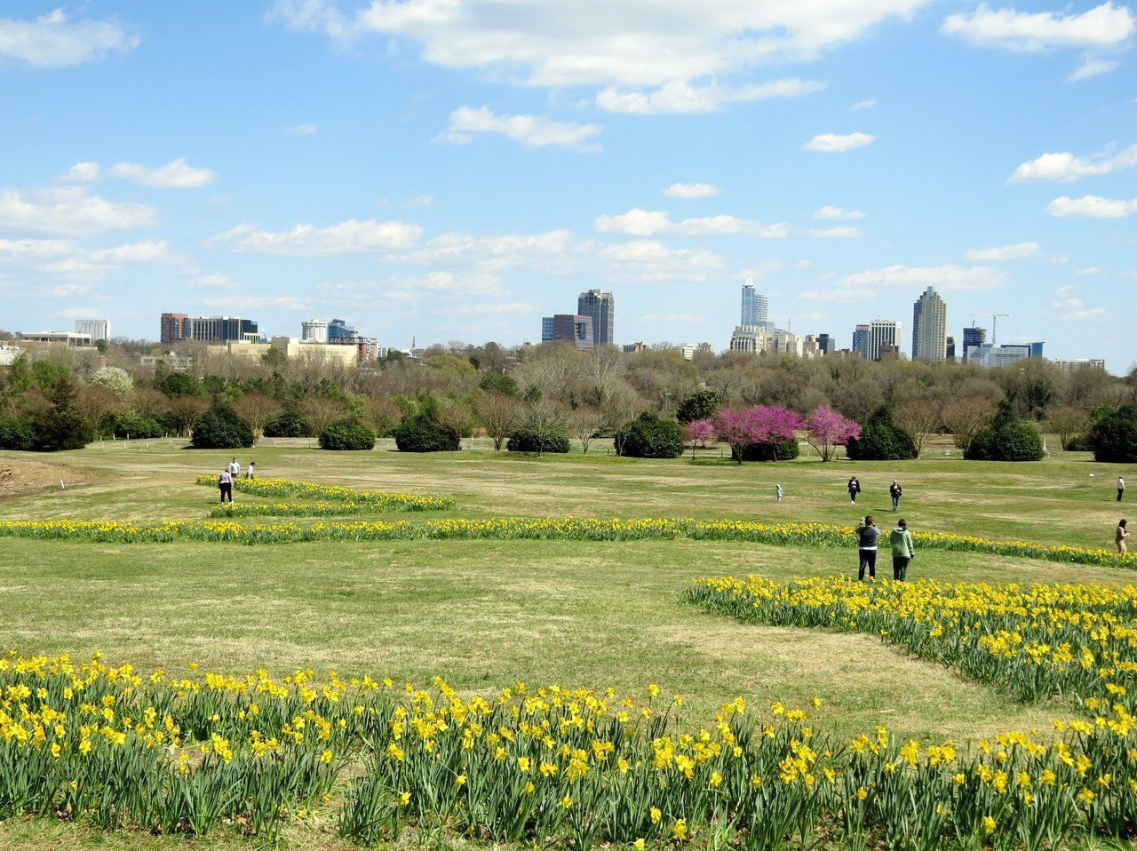 a field of yellow flowers with a city in the background