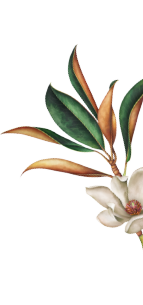 a tree branch with green leaves and white flowers on a white background .