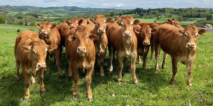 Limousin koeien rondom Le Veau Vert