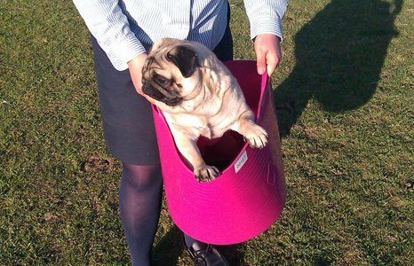 Reliable and flexible dog services
