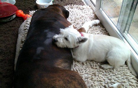 Improving dog interactions