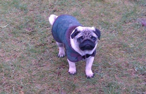 Easy dog walking services