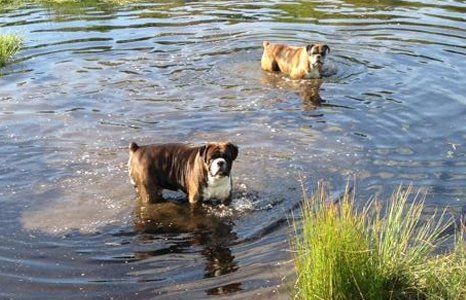 dog bathing