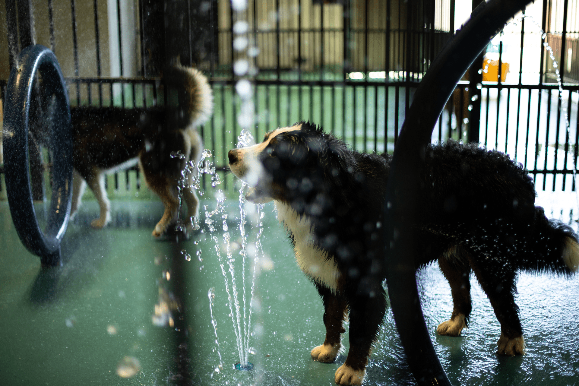 Two dogs are playing in a water fountain.