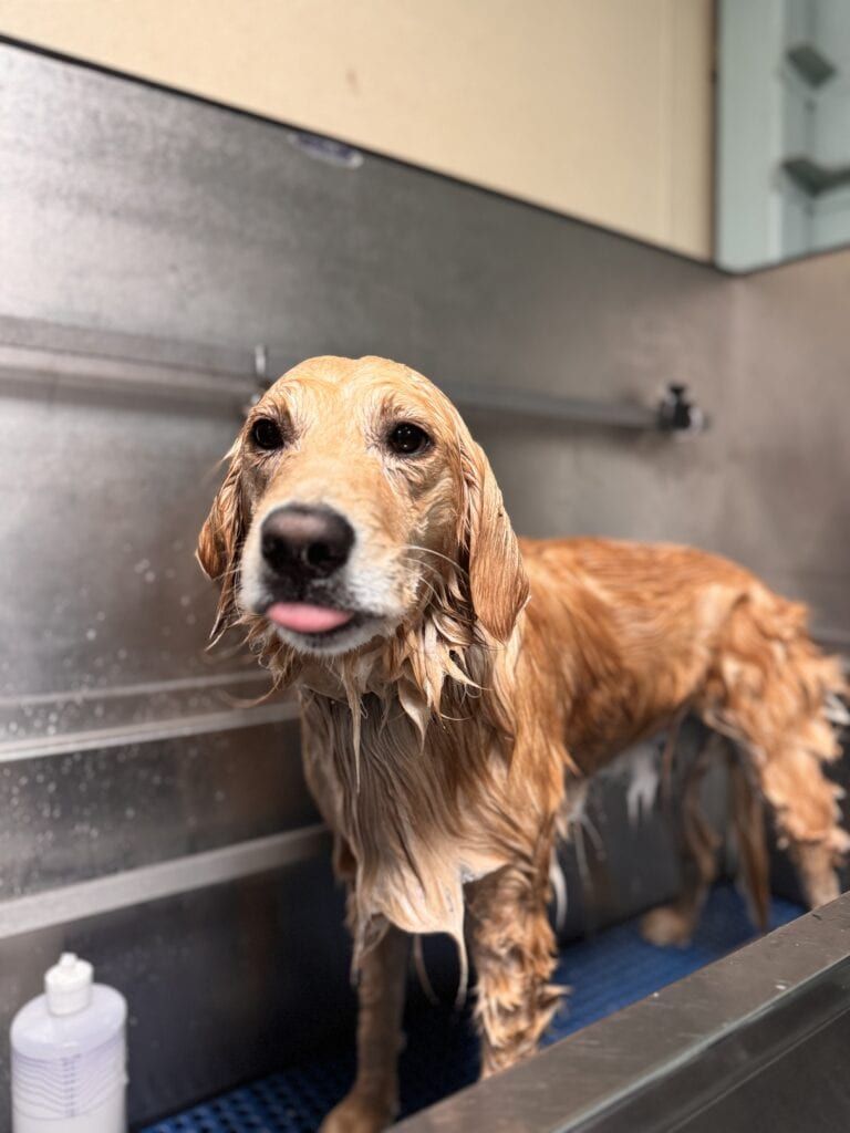 Lucy, a golden retriever, mid-bath getting rinsed. 