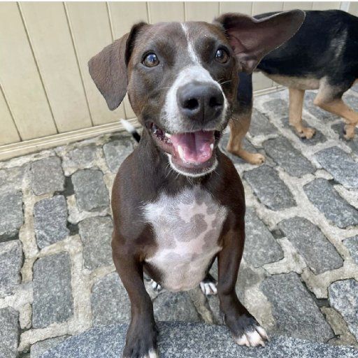 A small black dog is laying on top of an orange blanket.