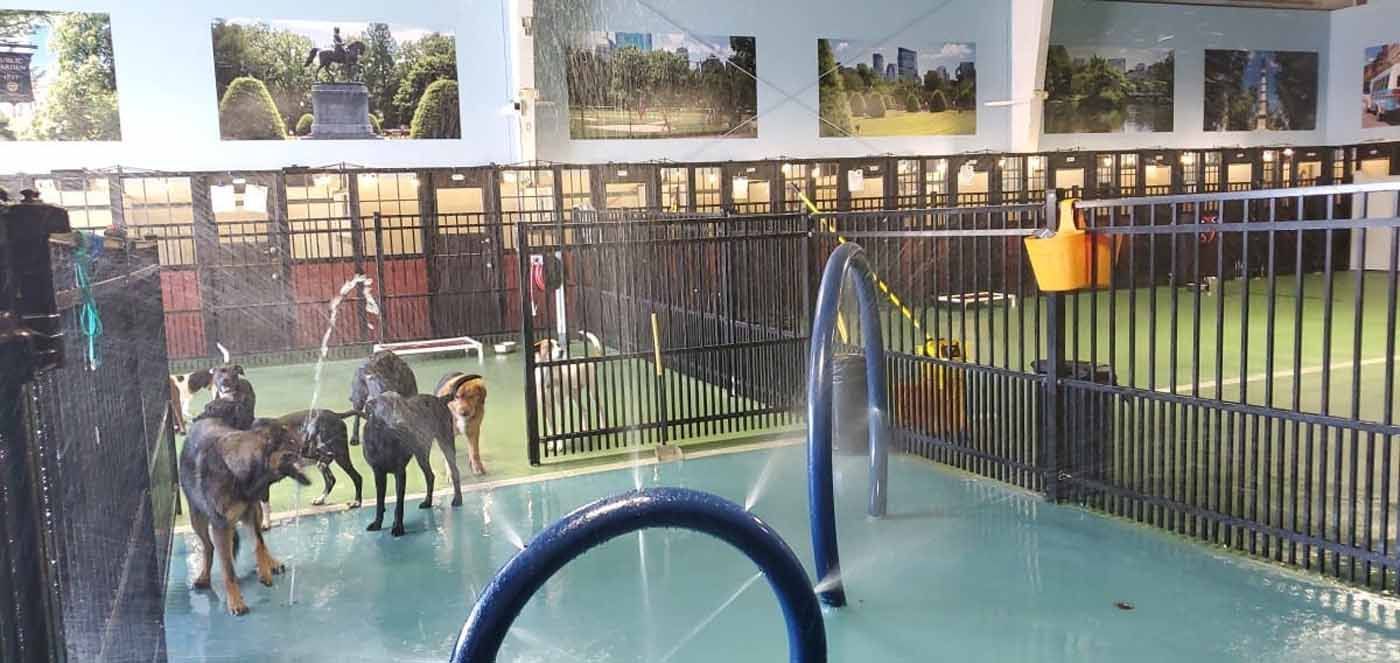 A group of dogs are playing in a water park.