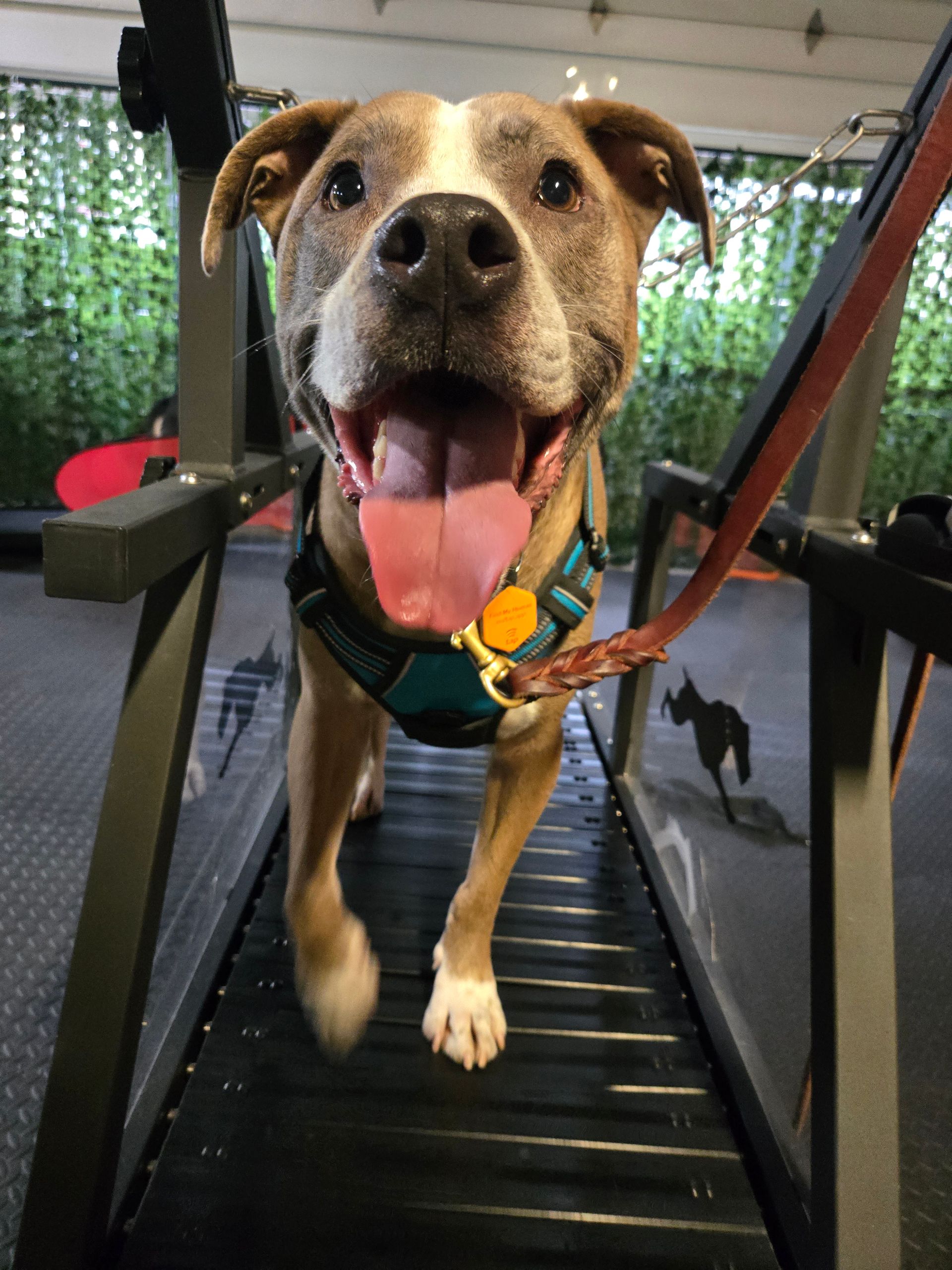 A brown and white dog is running on a treadmill