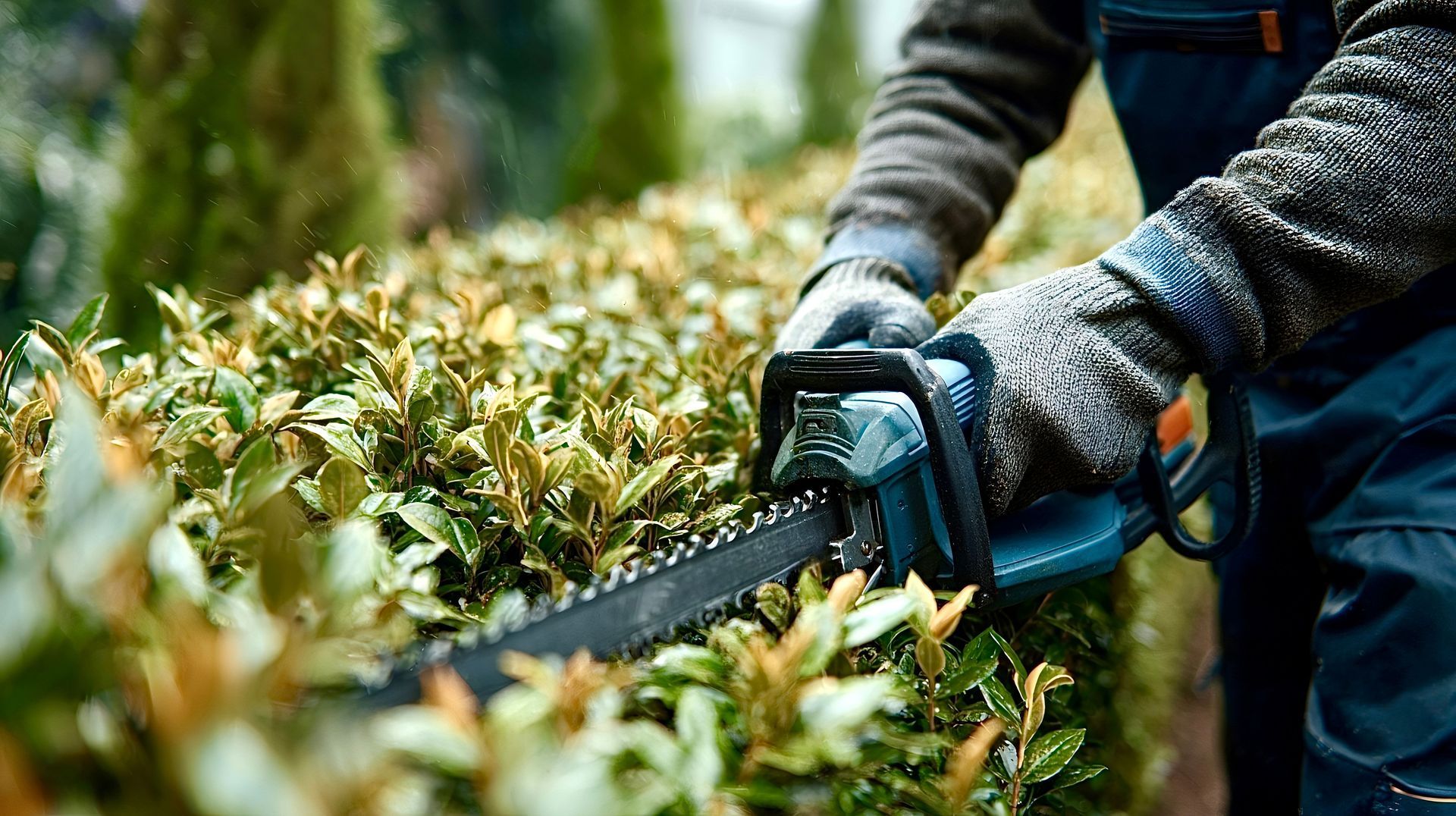 Professional trimming shrubs with powered hedge trimmer. Professional trimming shrubs with powered hedge trimmer.