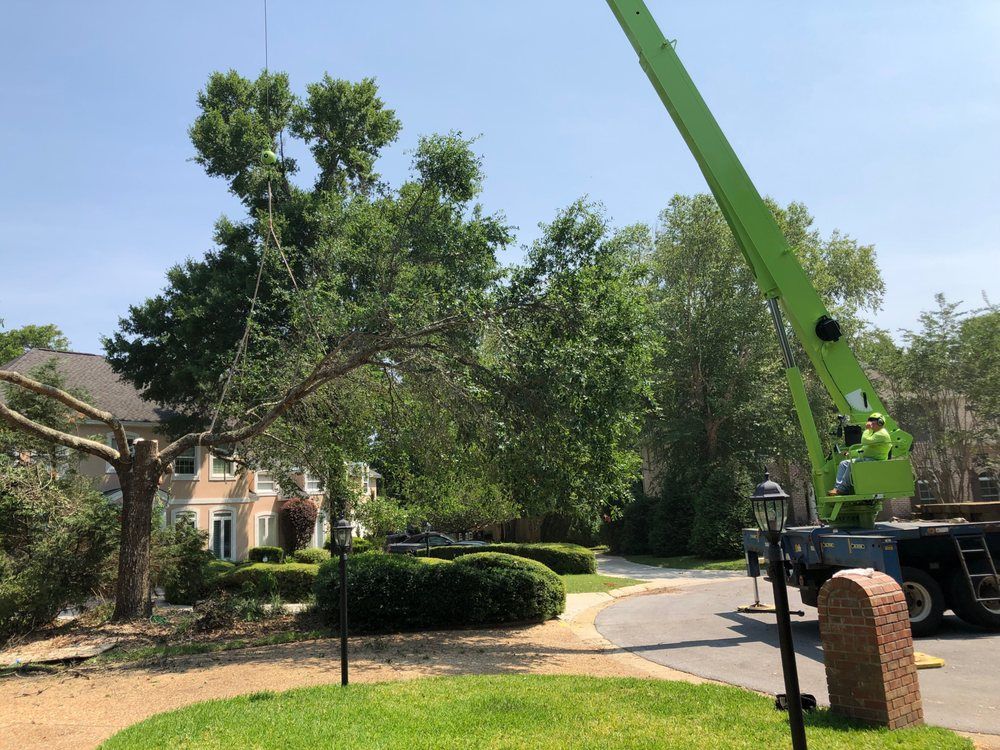 A tree being trimmed by a green lift truck in front of a house on a sunny day.