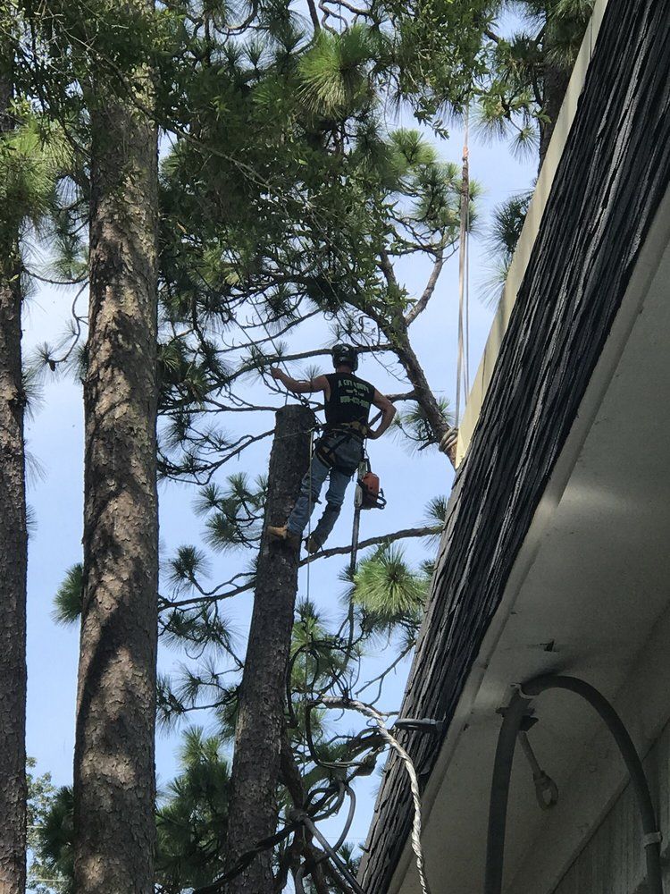 A person in a tree, trimming branches near a building.