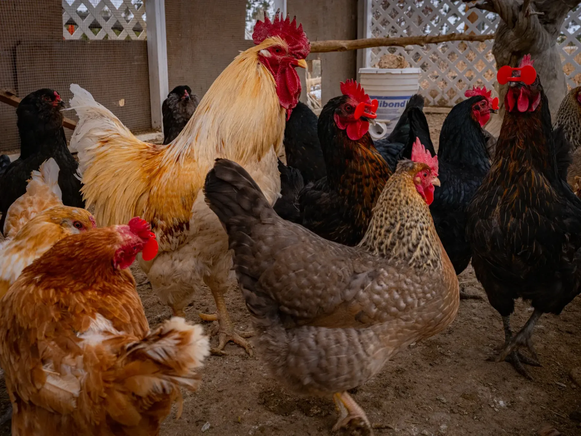 Several chickens and roosters gathered in a fenced outdoor pen.