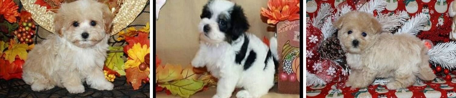 Three small fluffy puppies on a fall-themed blanket with flowers and pumpkins