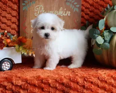 White fluffy puppy standing on an orange autumn-themed blanket with pumpkins and fall decor