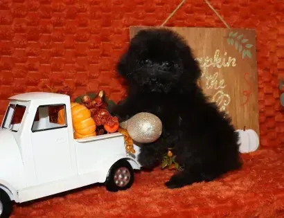 Black fluffy puppy beside a white toy truck with pumpkins on an orange textured background