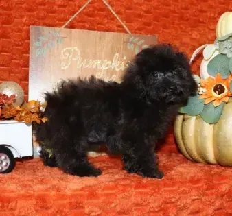 Small black fluffy dog standing on an orange backdrop beside a pumpkin decoration