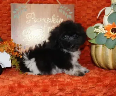 Tiny black-and-white puppy on an orange blanket beside autumn flowers and a pumpkin