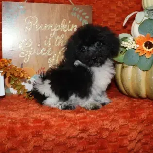Tiny black-and-white fluffy puppy sitting on orange fabric with fall pumpkin decorations behind it