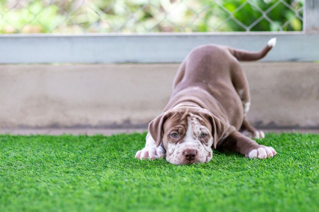 An image of pet and playground artificial grass services in Camarillo, CA