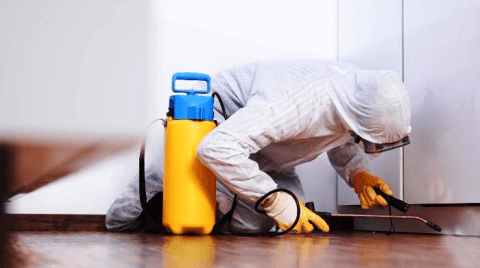 Intervento di disinfestazione