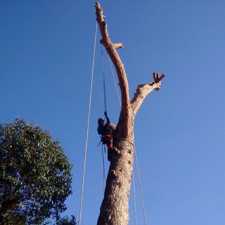 servizi di giardinaggio a Genova