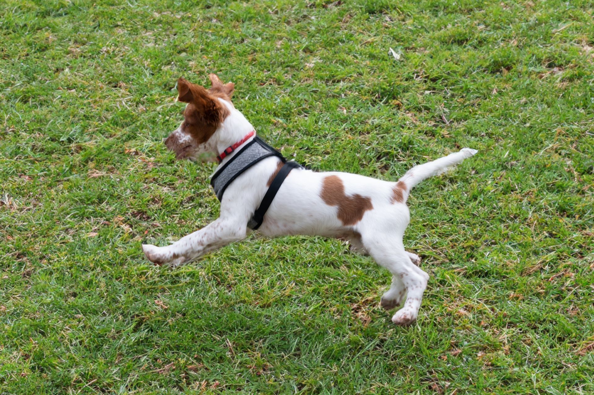 A small brown and white dog wearing a harness is running through a grassy field.