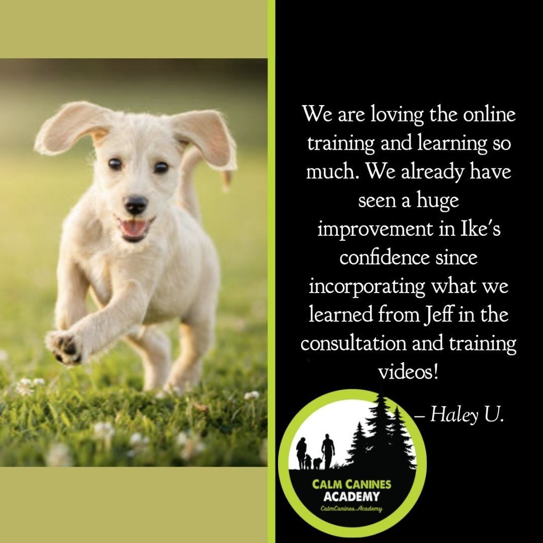 Calm Canine customer review with a puppy picture