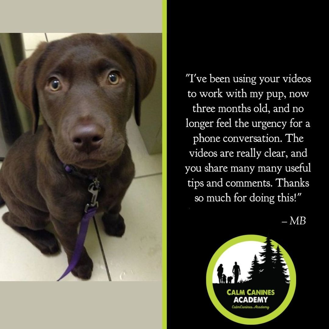 Calm Canine customer review with chocolate lab puppy