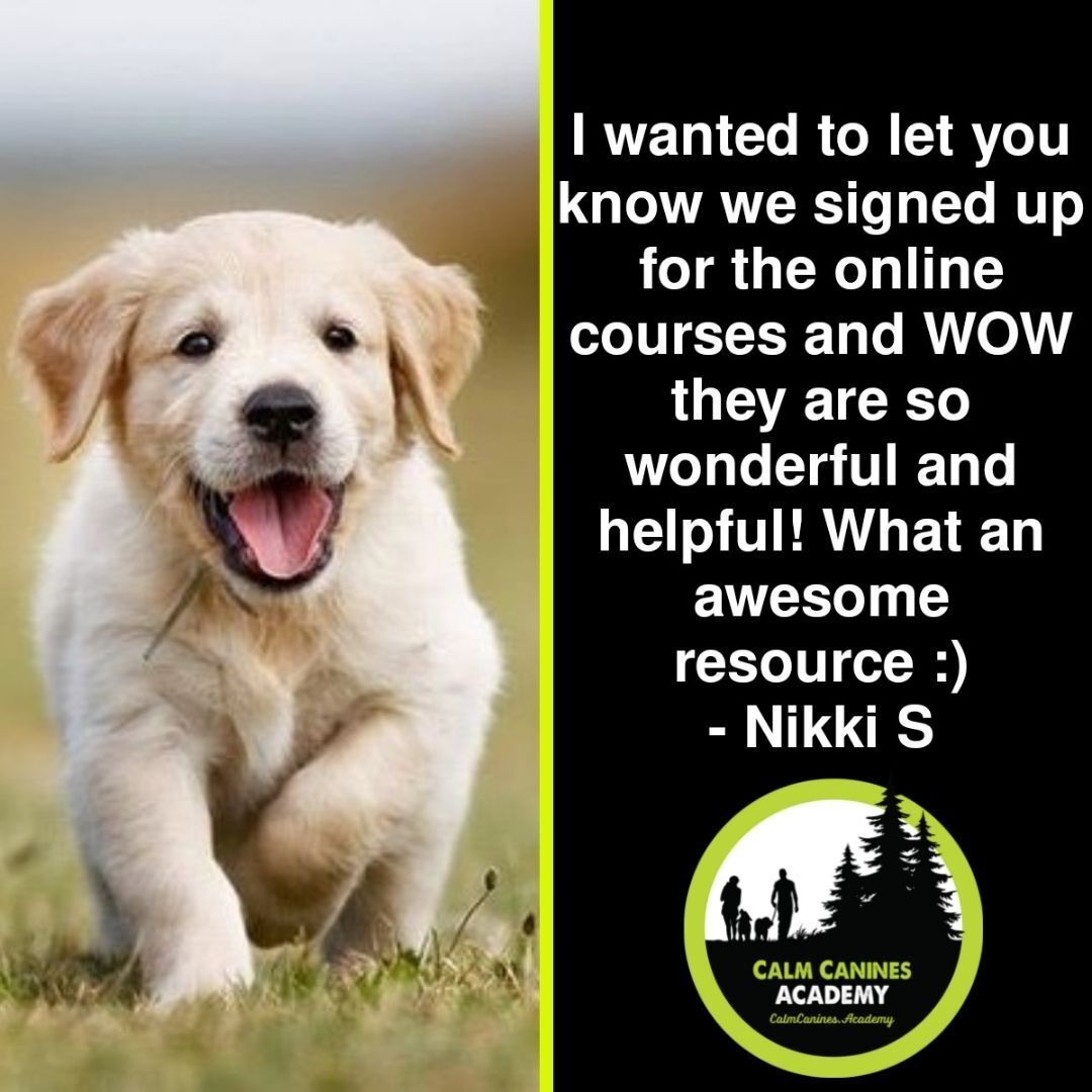 Calm Canine customer review with a golden retriever puppy picture