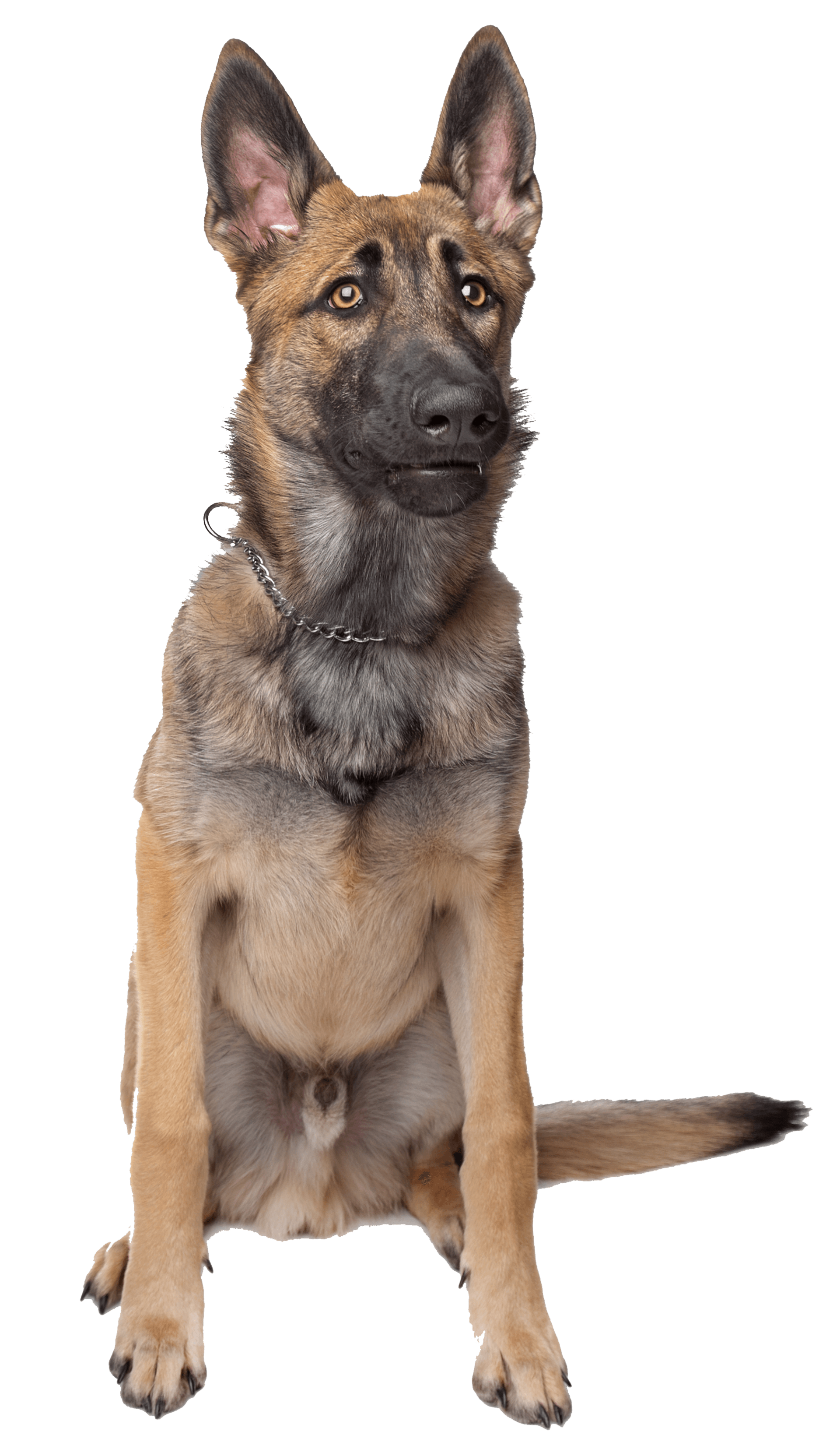 German Shepherd Dog Sitting Quietly