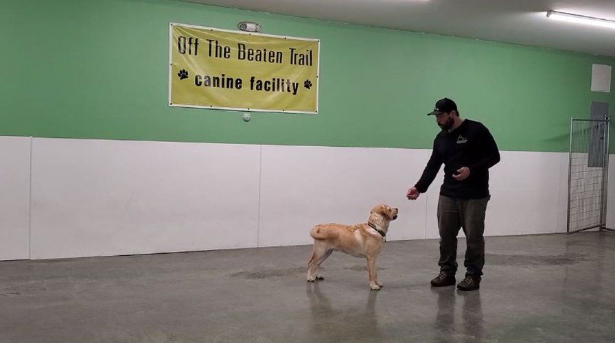 Online Dog Recall Training Course Recall Training with Remi