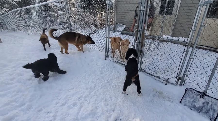 Socializing dogs in a safe environment