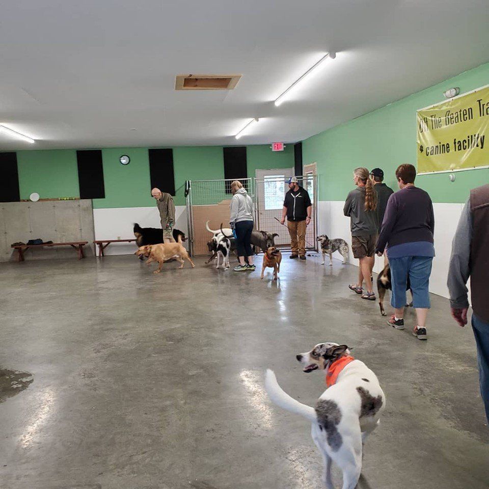 Socialization dog training session at the Off The Beaten Trail facility in Newark, VT.